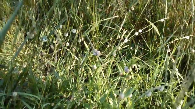 Улитки массово залезли на растения. К чему бы это? :)