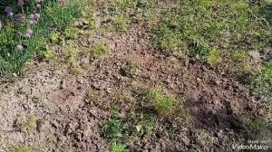 Сравнение полольников-петля по удалению сорняков