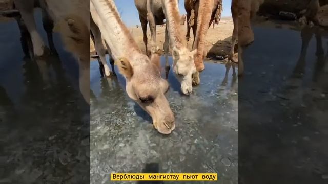 Мангистау верблюдов пьют воду?#верблюды#мангистау смотреть онлайн