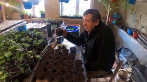 Крупно цветковая ромашка - выращивание. Советы агронома.