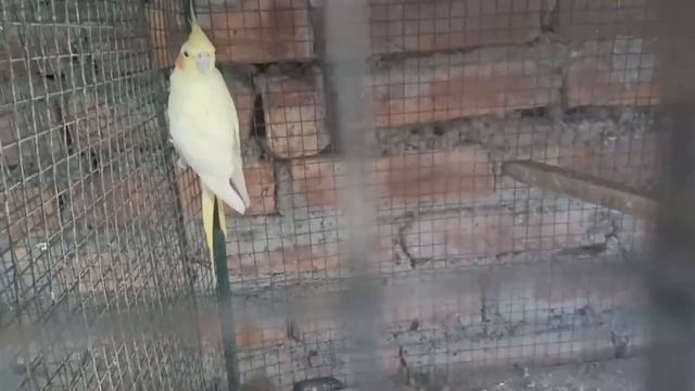 Visit Kaushik's Cockatiel & Java setup at Santoshpur|| Kolkata Lovebirds|| смотреть онлайн