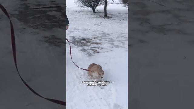 Сколько раз в день нужно гулять с собакой? #собака смотреть онлайн