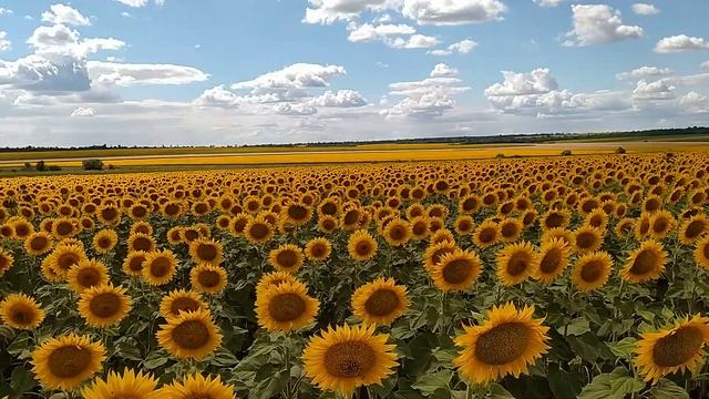 АРИЗОНА(Syngenta) ЗАЦВЕЛА!!! смотреть онлайн