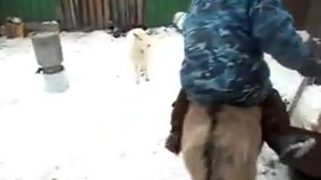 Осел в Тогучине. Дрессированный ишак смотреть онлайн