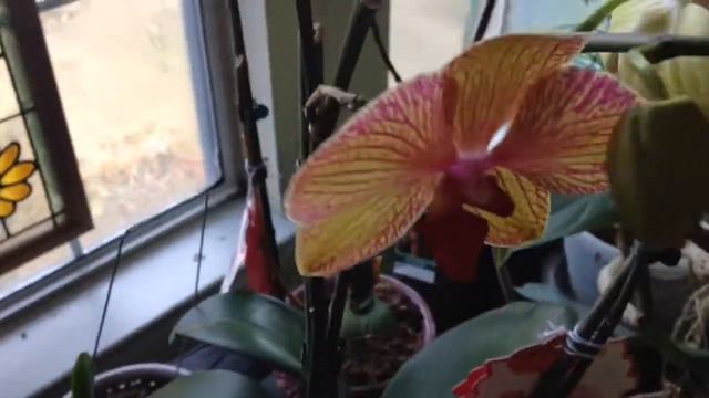 HOW TO GROW ORCHIDS - EASY! смотреть онлайн