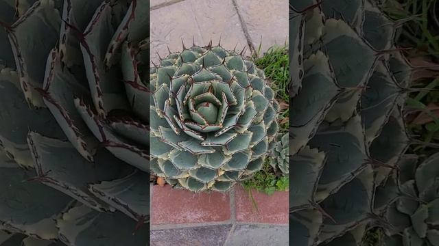 My Agave Collection смотреть онлайн