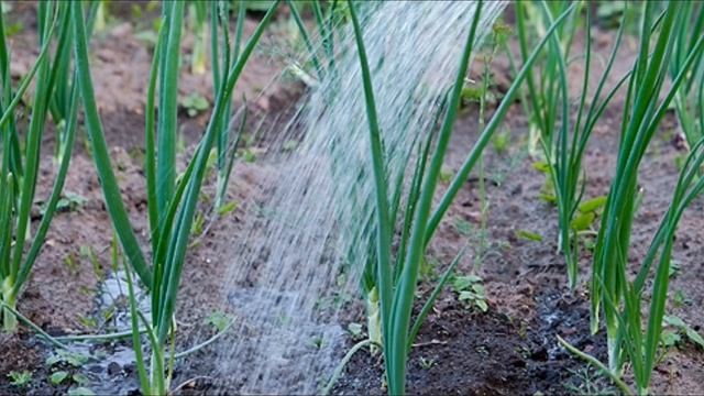 Почему желтеет перо лука?? смотреть онлайн