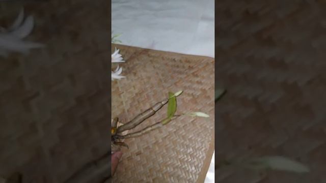 Dendrobium Draconis смотреть онлайн