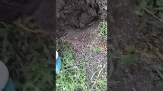 Копаем червяков для рыбалки 1 часть! смотреть онлайн