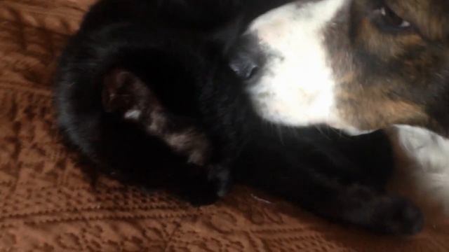 Жизнь малина у моих пушистых питомцев смотреть онлайн