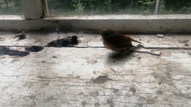 ЗАБЫТАЯ НА 20 ЛЕТ ДАЧА! Прокладываем дорогу №2 смотреть онлайн