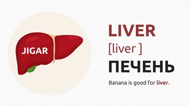 Inson Ichki Organlari (Human Internal Organs)