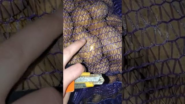 Картофель бриз брянск оптом смотреть онлайн