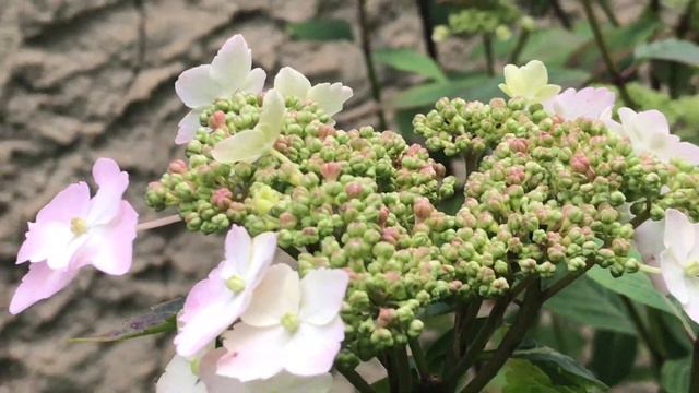 Hortensia à tête plate 'Hydrangea serrata' 'Blue Bird' Un cocktail de belles fleurs. смотреть онлайн