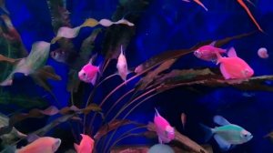 Тернеции. Отличие самки от самца