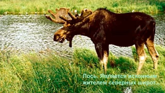 Животный мир тундры смотреть онлайн