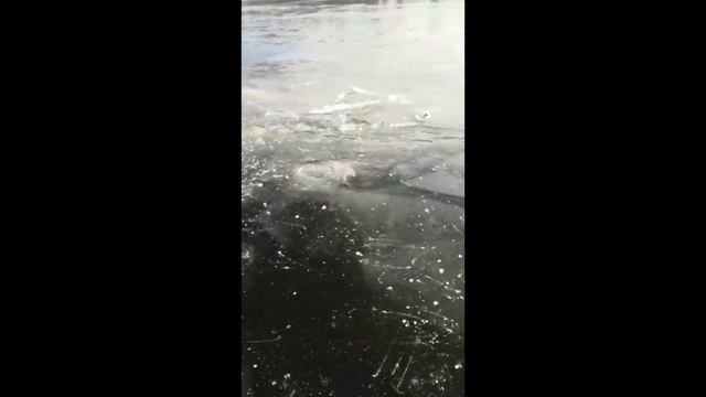 Тарашка (густера) — хороший клев! Зимняя рыбалка 2020-2021. Астрахань. Бузан. смотреть онлайн