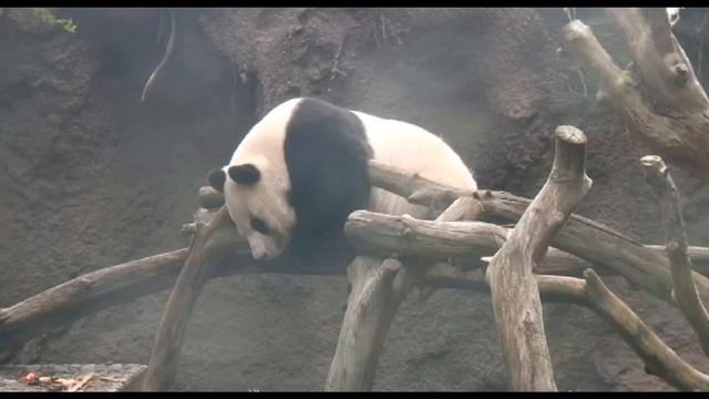 Спящий панда смотреть онлайн