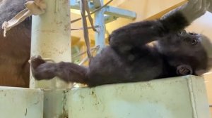 Приколы с животными. Гориллы и детёныши.