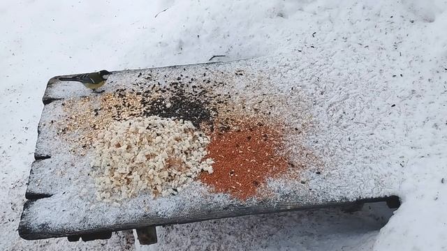 Пир на столе | Накормим птиц зимой | Сороки | Воробьи | Синицы | Лазоревки смотреть онлайн