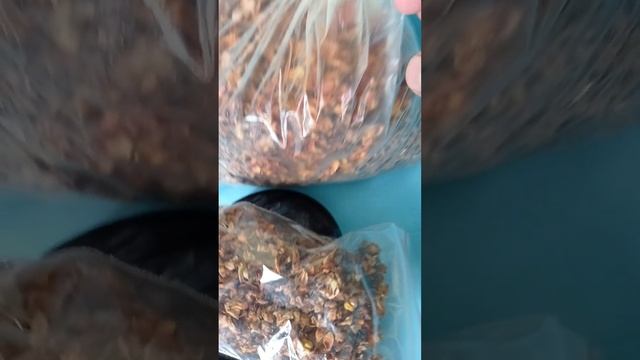 чашелистики морошки 10 и 100 грамм смотреть онлайн