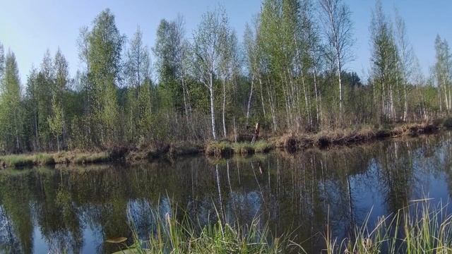 Ловля леща на поплавочную удочку. смотреть онлайн