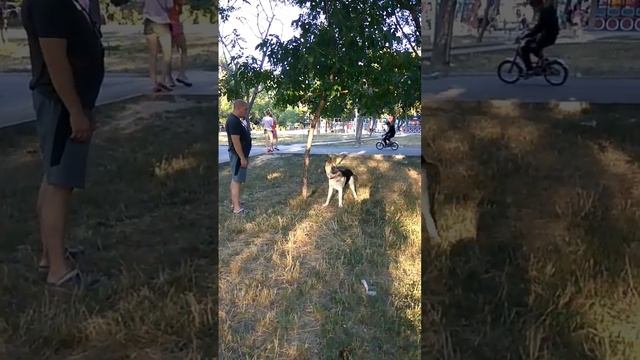 Щенок ВЕО 6 месяцев (Айлин)