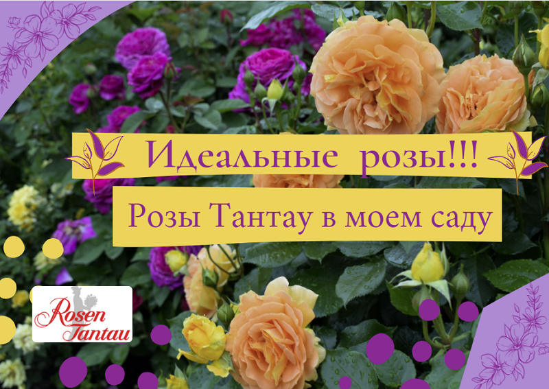 Идеальные розы. Розы Тантау в моем саду.