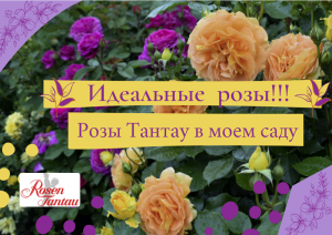 Идеальные розы. Розы Тантау в моем саду.