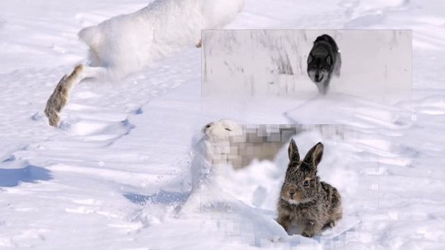 Почему зайчик шубу меняет.РАЗВИВАЮЩЕЕ ВИДЕО ДЛЯ ДЕТЕЙ. Энциклопедия для детей в сказках. смотреть онлайн