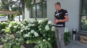 Как вырастить гортензии с огромными соцветиями. Гортензия древовидная Стронг Анабель