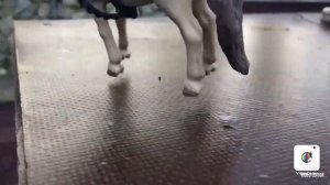 Необычная тренировка лошадей ШЛЯЙХ/ жеребёнок который не разу не был на суше