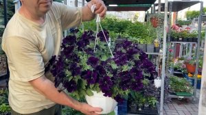 Петуния вегетативная Bonnie Mystery Sky (Мистери Скай)