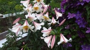 Лилии в саду