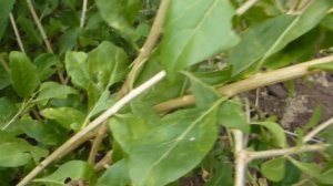 Ягоды годжи. Обрезка.