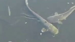 Сомы в Чернобыле - рыбы мутанты в Чернобыле