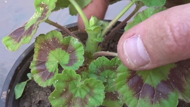 How to Grow Geraniums from Cuttings (Complete Process) смотреть онлайн