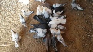 Зимнее содержание голубей.Поение,кормление!Winter maintenance of pigeons.Drinking,feeding!