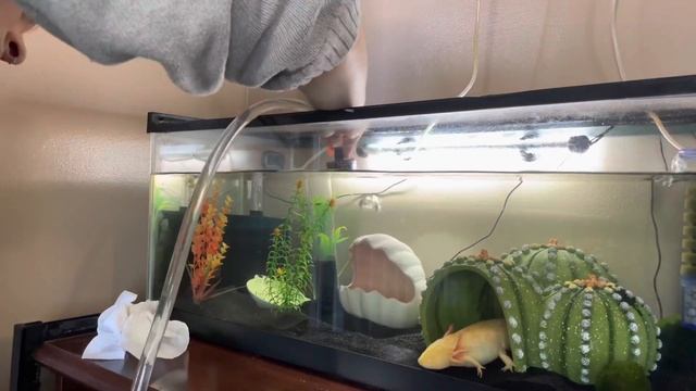 How To Clean An Axolotl Tank! смотреть онлайн