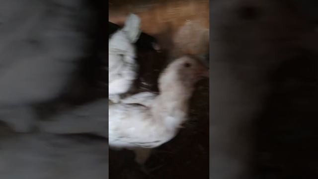 Гилянские будни в Екатеринбурге ))) смотреть онлайн