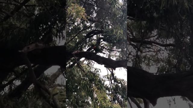 ?АВСТРАЛИЙСКИЕ ПТИЦЫ! / ШУМНЫЕ И КРИКЛИВЫЕ / ДИКИЕ / ПОПУГАИ / РОЗЕЛЛА. / ADL, / S.A.?#short смотреть онлайн