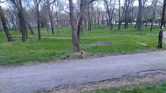 Бретон древолаз )) смотреть онлайн