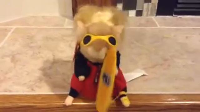 Dancing Hamster: Beach Bum. (Re Upload)