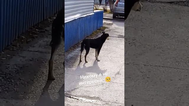 Может сбудется! Мечта о доме! ?? #собака #мечта #животные #shorts #short #дом #shortsvideo смотреть онлайн