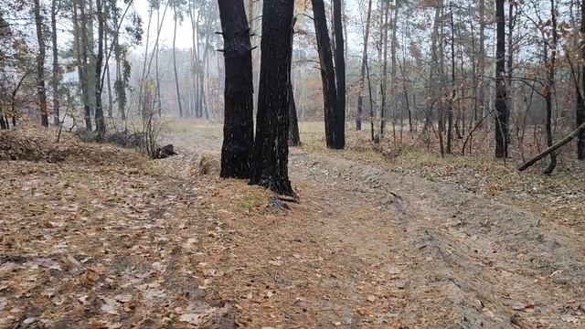 ОСІННІЙ ЛІС ПІД ЧАС ДОЩУ смотреть онлайн