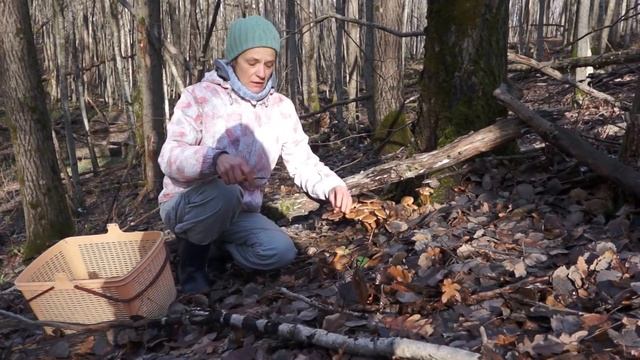 Опята после заморозка смотреть онлайн