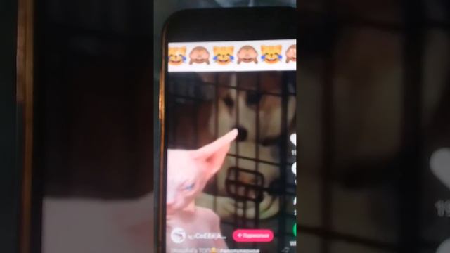 Лысый кот топ смотреть онлайн