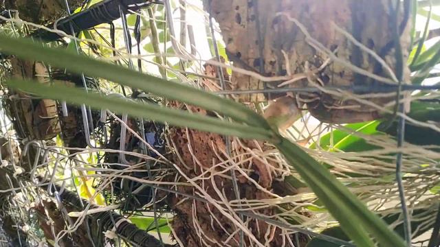 Dendrobium canaliculatum смотреть онлайн