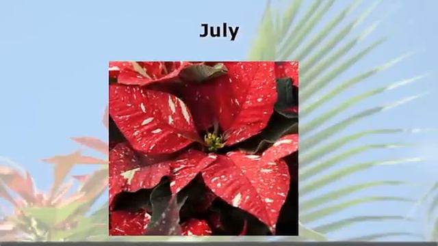 Care of Poinsettia Plants After Christmas смотреть онлайн