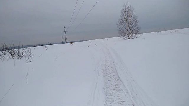 Пасмурный день. Гуляем в полях.#хаски,#своимируками,#сибирскийхаски . смотреть онлайн